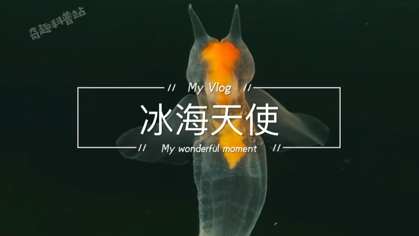 天使中的魔鬼,冰海天使