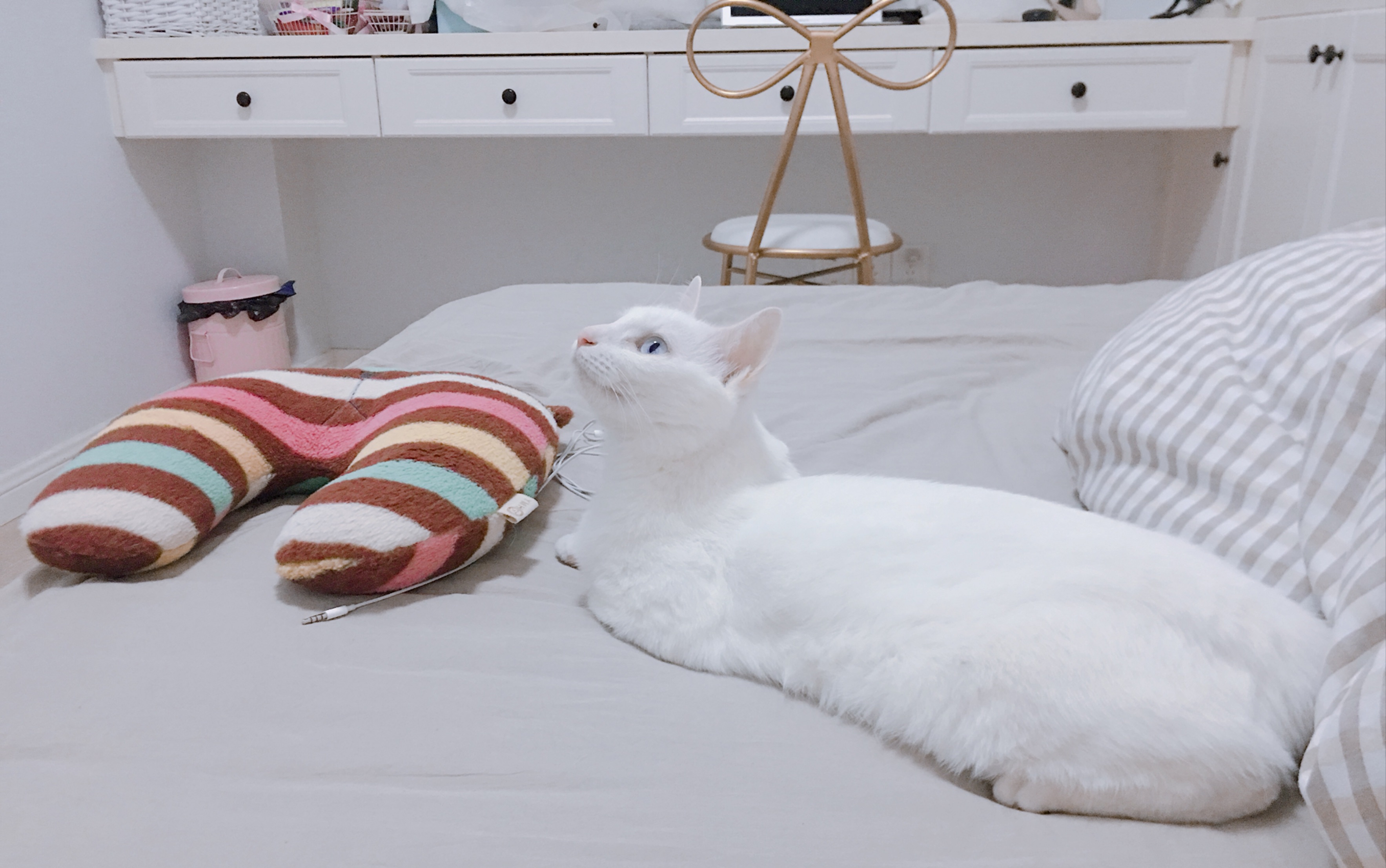 【猫77】霸占我床的主子惹不起