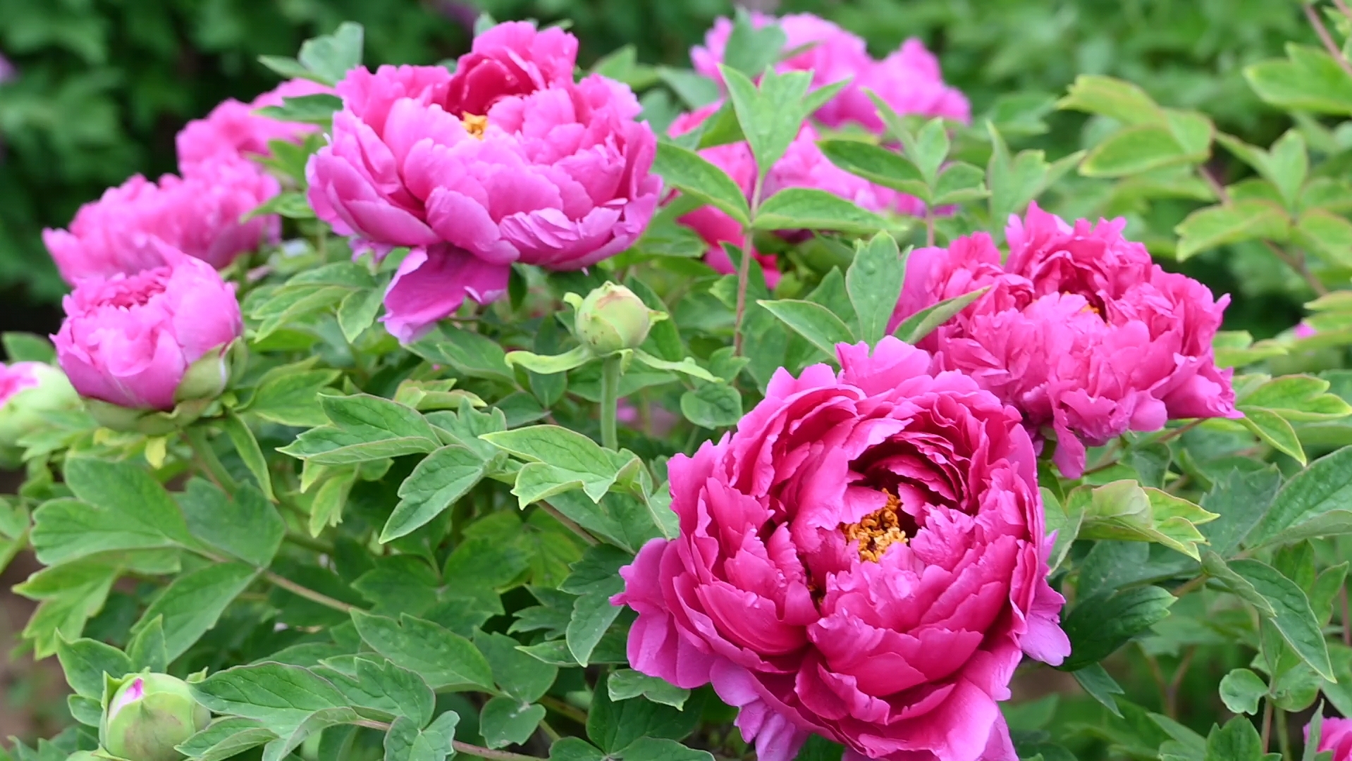 牡丹视频写真系列《洛阳红》