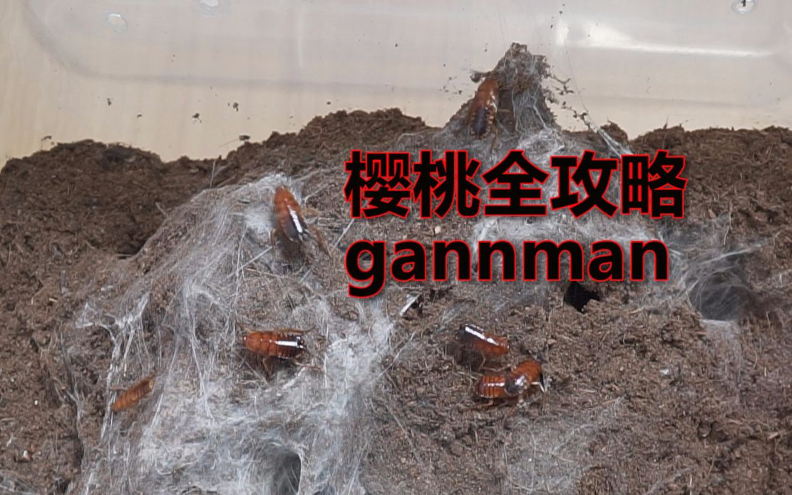 【gannman】蜘蛛的食物⑤——樱桃篇哔哩哔哩bilibili