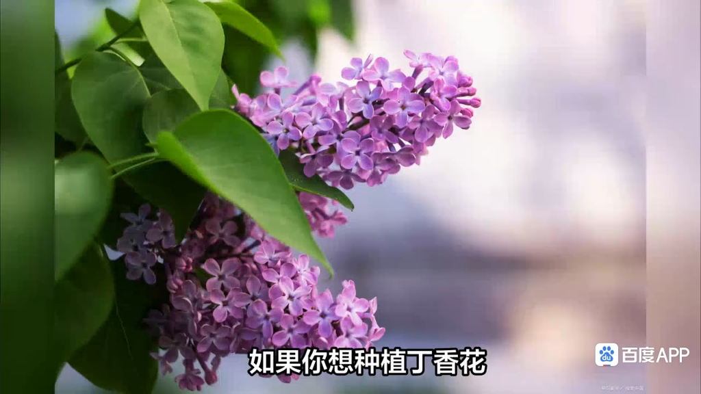 什么是丁香花图片哔哩哔哩bilibili