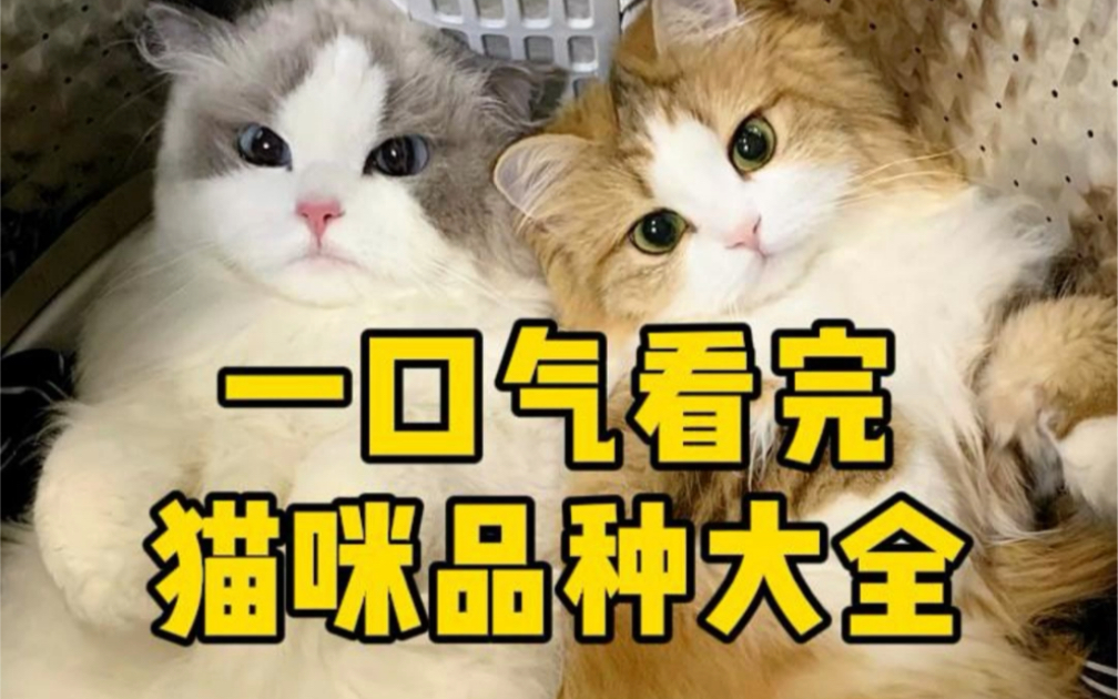 猫咪品种大全2哔哩哔哩bilibili