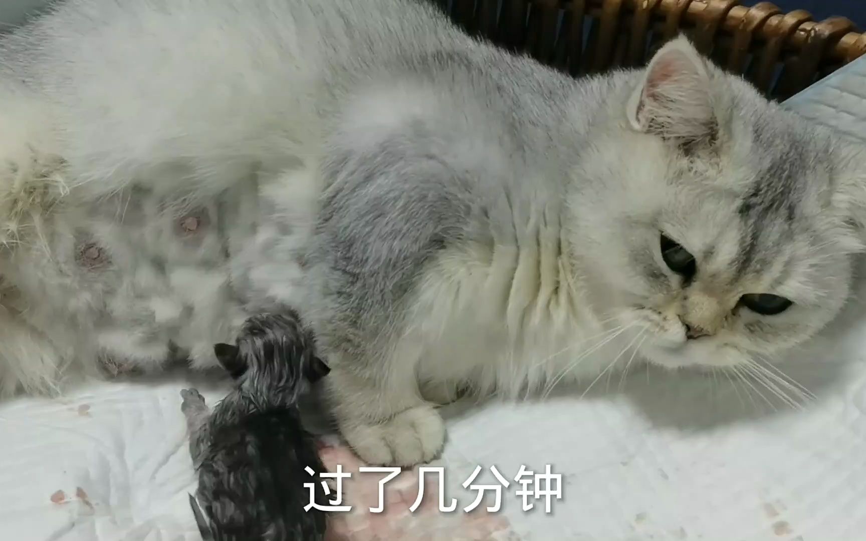 家里的猫咪生崽儿了,我拍下了全过程哔哩哔哩bilibili