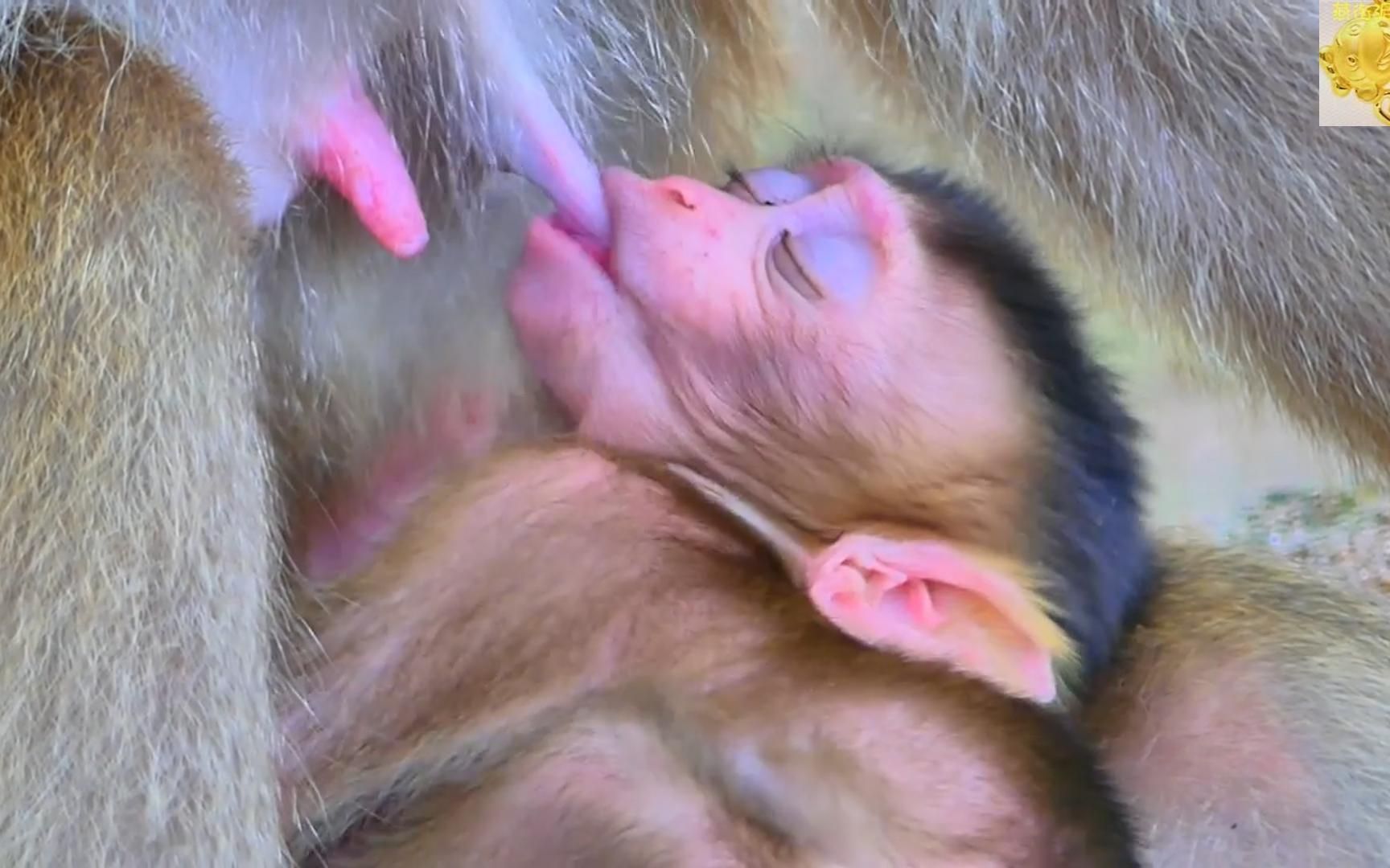 小猴子萨巴吃奶吃得眉飞色舞