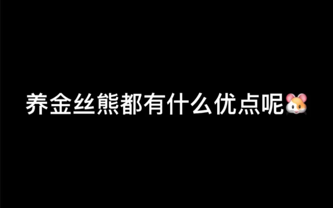 养金丝熊都有哪些优点?欢迎补充~# 金丝熊 # 金丝熊...哔哩哔哩bilibili