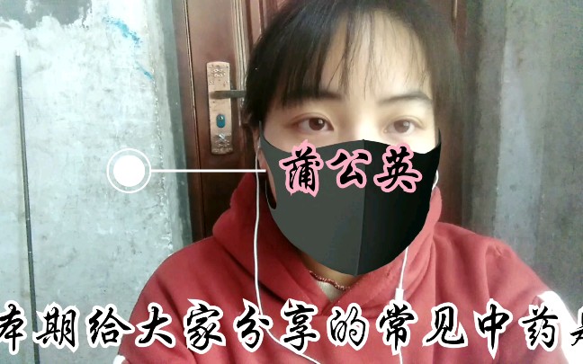 带你认识身边的中药→蒲公英(灯笼花)哔哩哔哩bilibili