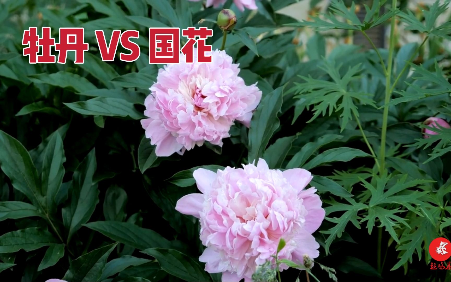 [图]中国的国花为什么是牡丹花？为什么不是荷花菊花太阳花？