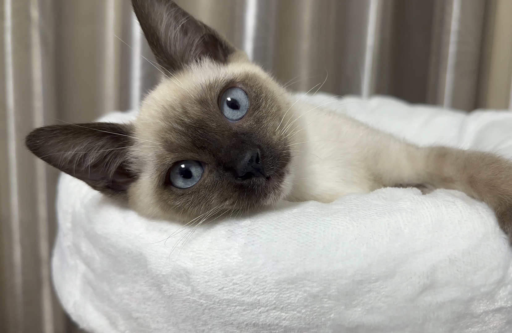 抖音最乖猫=抖音里最出名的猫