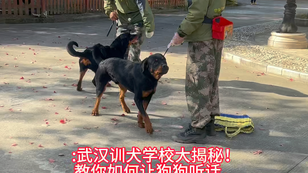 武汉训犬学校大揭秘!教你如何让狗狗听话,不再乱叫乱咬!