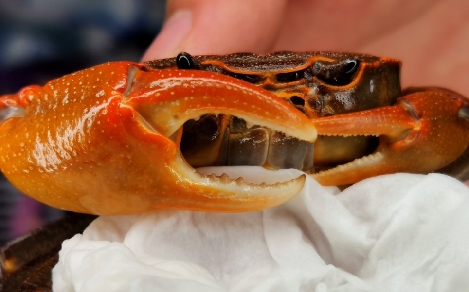 光滑中国溪蟹吔泥鳅