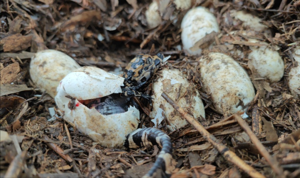 新生小张龙破壳,这是老母张龙的孩子.——野生扬子鳄张龙守护者 护鳄世家哔哩哔哩bilibili