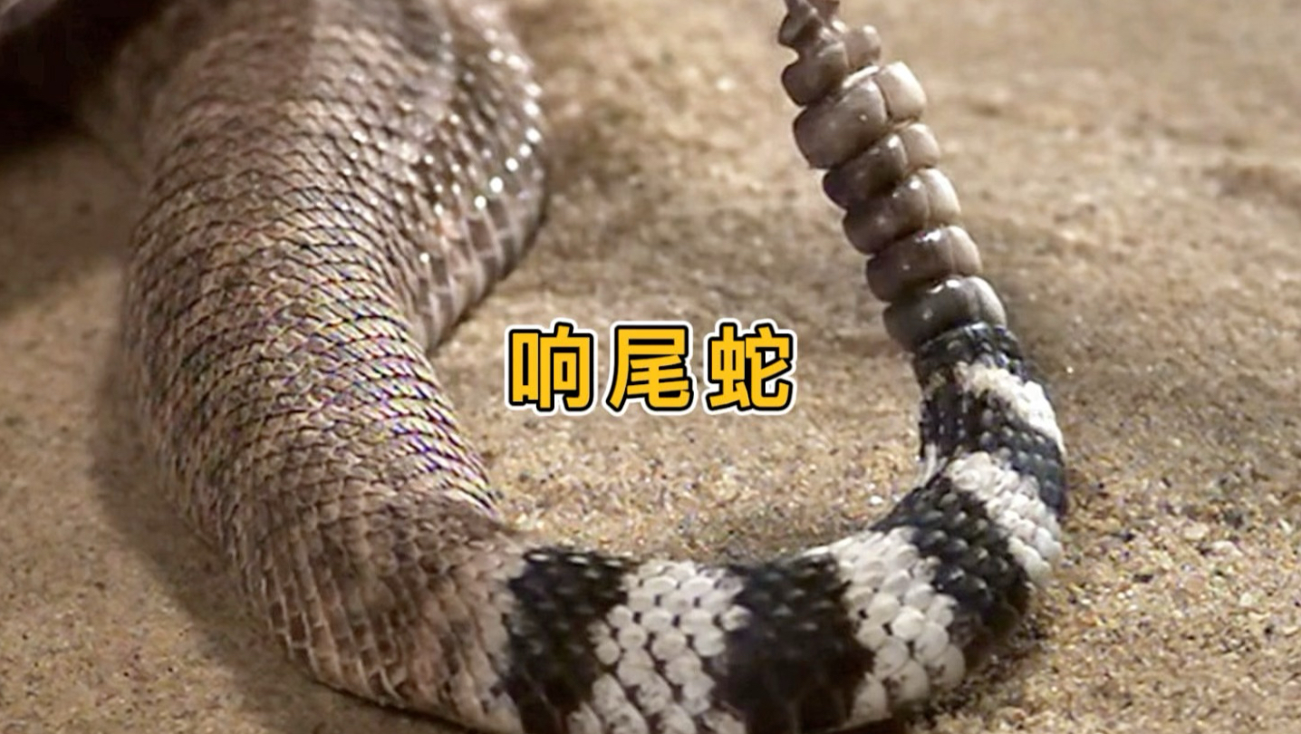 响尾蛇的尾巴为什么会响?
