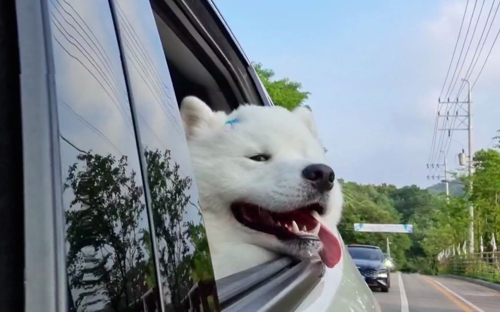 跟萨摩耶一起去兜风吧