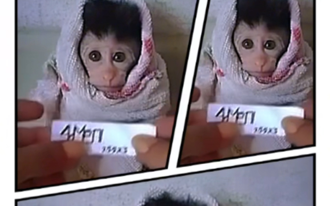 猴宝嗓门太大了 真闹挺 像电动玩具