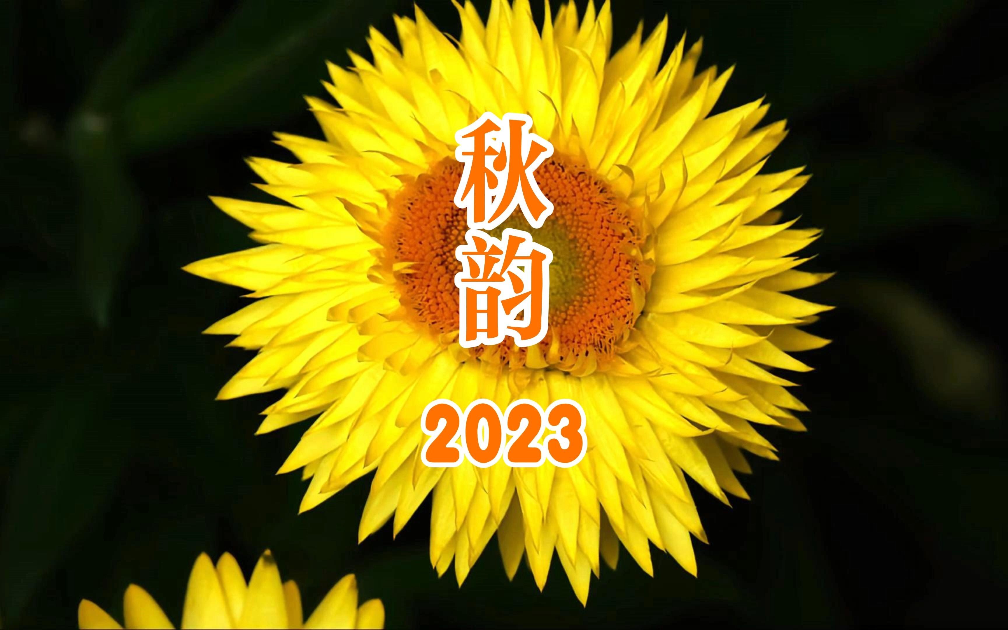 【原创】【延时摄影】每天来看一朵花开/14种橙色系花卉延时摄影合辑哔哩哔哩bilibili