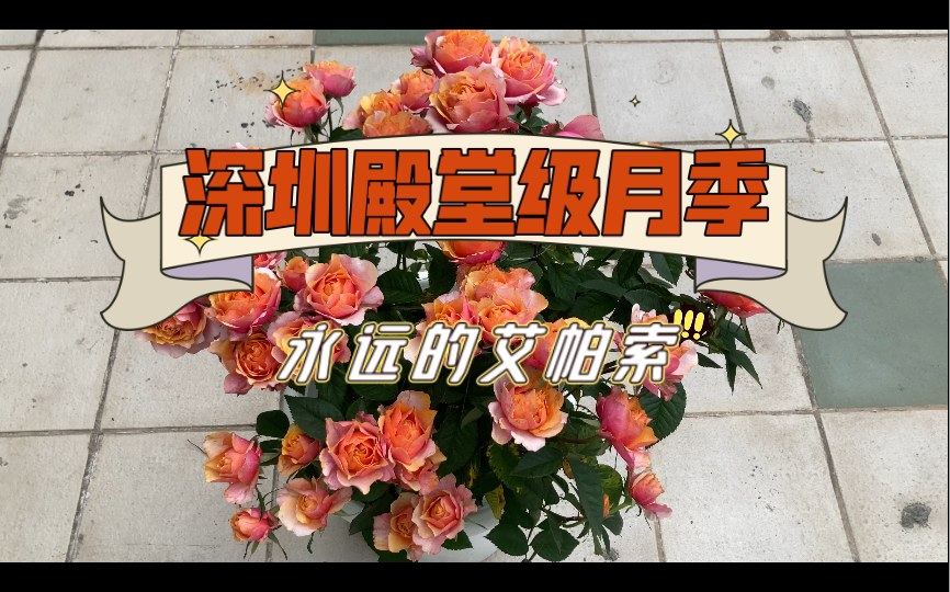 永远的艾帕索“El Paso Forever”|丹麦ROSA ApS公司|深圳殿堂级月季|2022年5月1日|粤记月季1.20哔哩哔哩bilibili