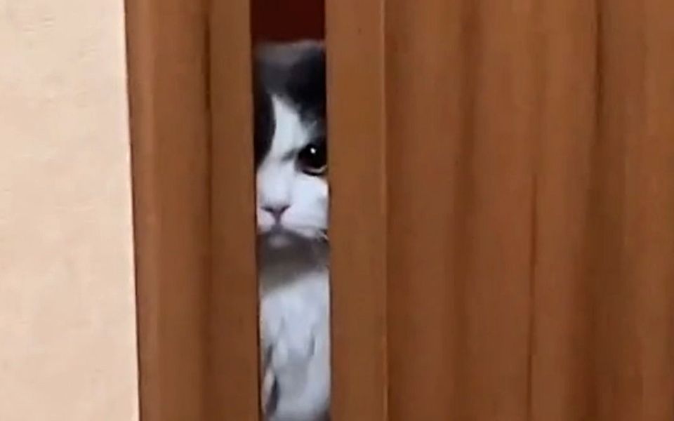 主人正在抚摸猫咪,突然看到门缝里有双眼睛 网友:嫉妒使猫面目全非
