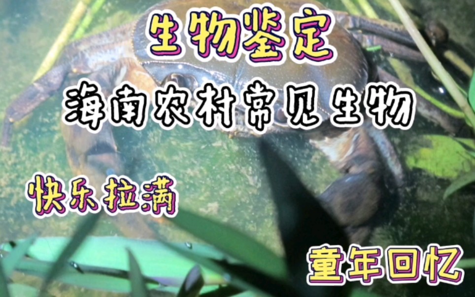 【海南热门生物】第5集.海南农场常见生物哔哩哔哩bilibili