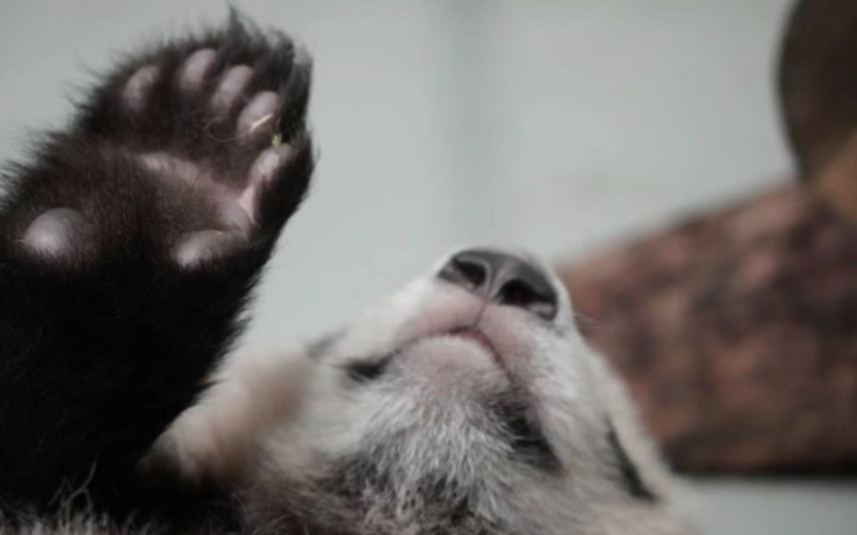 莫斯科动物园|大熊猫喀秋莎:大熊猫的前爪有第六根伪拇指,小家伙已经