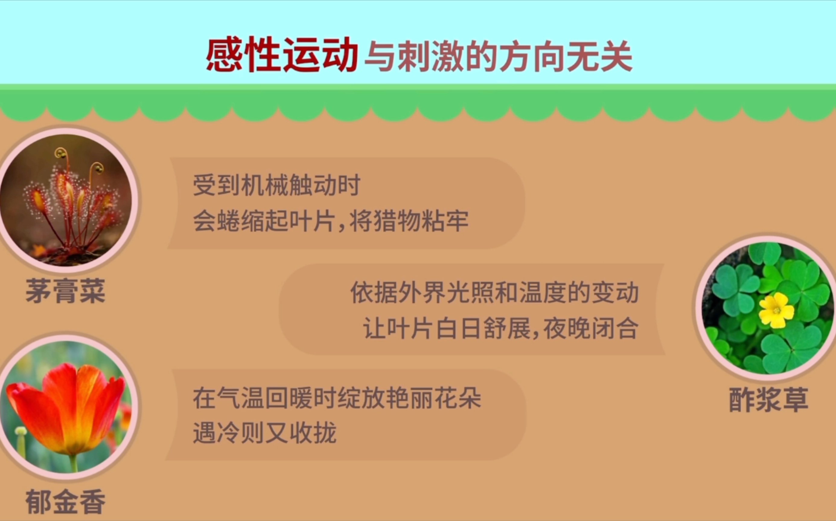 科学知识拓展——植物生命活动的调节哔哩哔哩bilibili