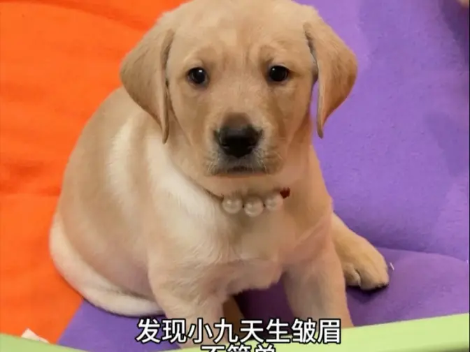 简单介绍一下我家狗