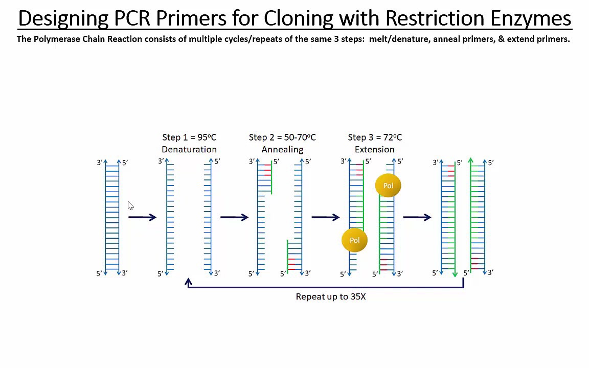 「分子生物学技术」如何设计一对完美的PCR Primers!哔哩哔哩bilibili