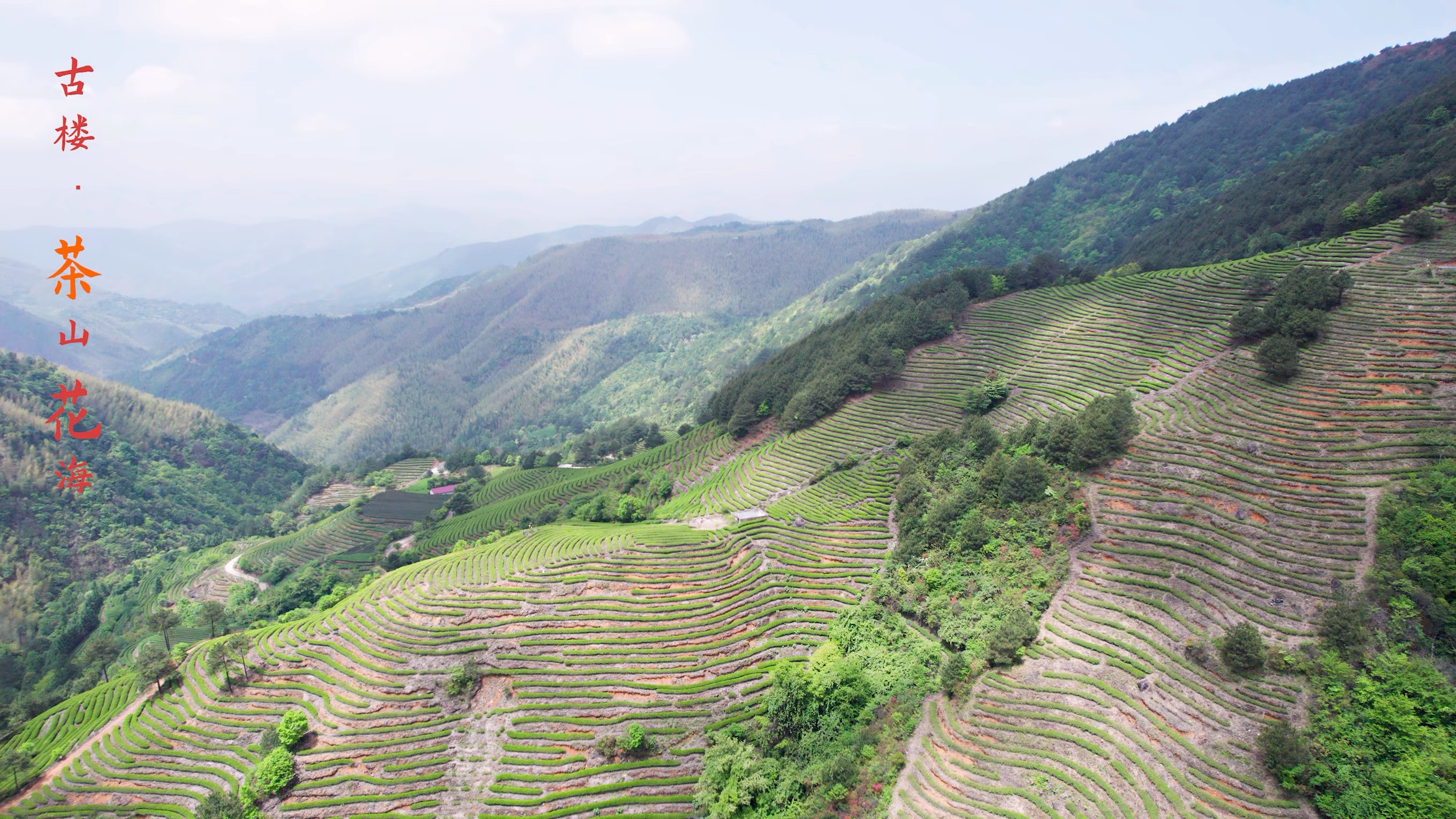 福建省南平市浦城县古楼乡上云茶山,感觉写了个收货地址.海拔1370米.