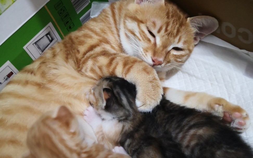 【小猫吃奶】这小奶猫吸奶的功夫了得啊