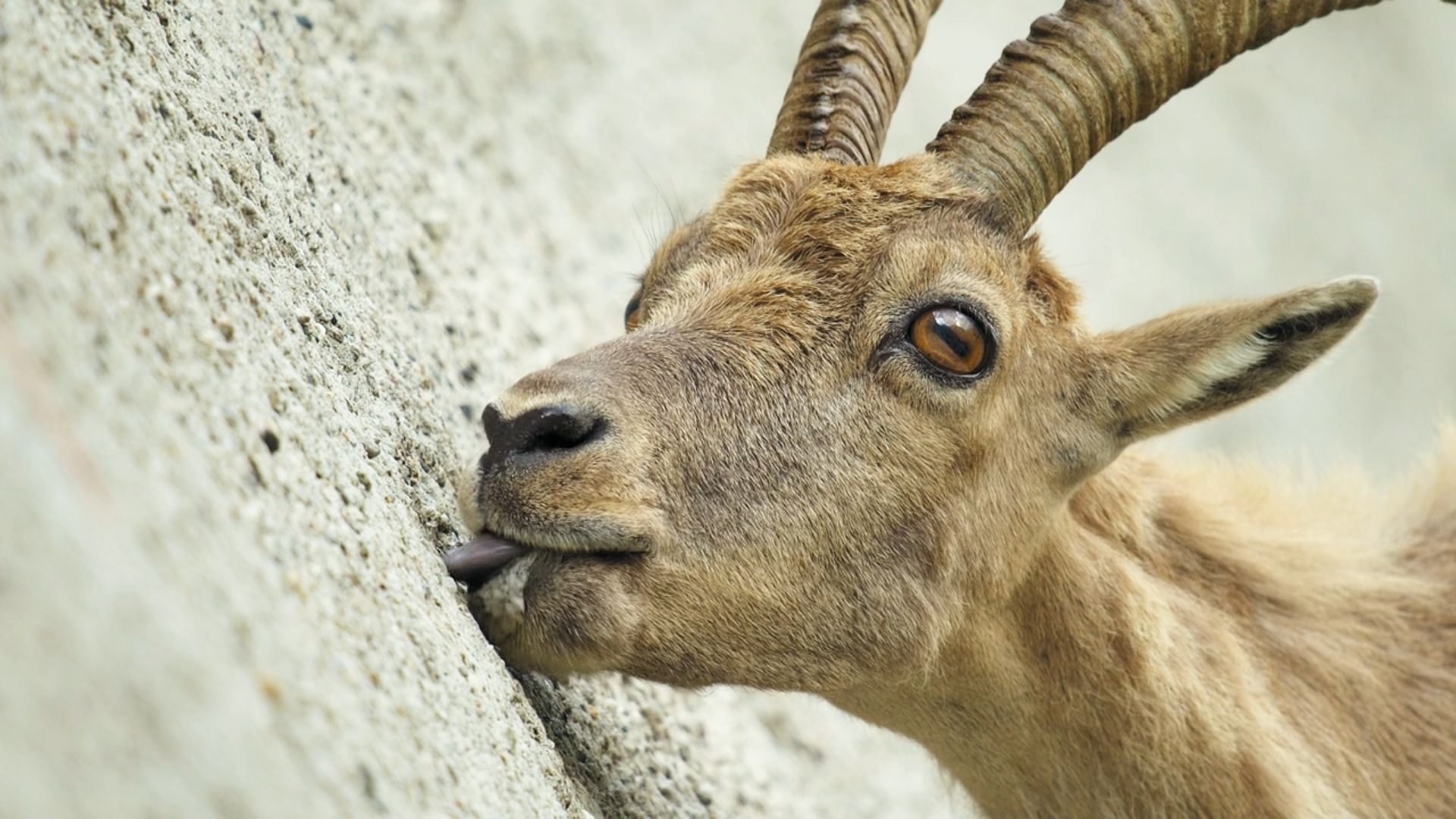 岩羊为了吃上几口盐,竟然成功进化成攀岩高手