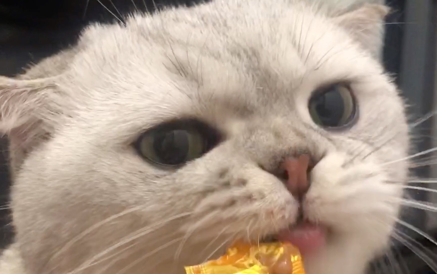 【日常更新】小糯米吧唧吧唧吃零食