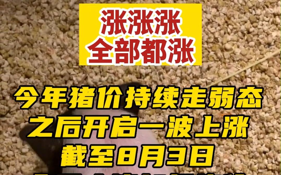 一个字"涨"!猪价创年内新高,鸡苗,鸡蛋价格也不甘示弱.