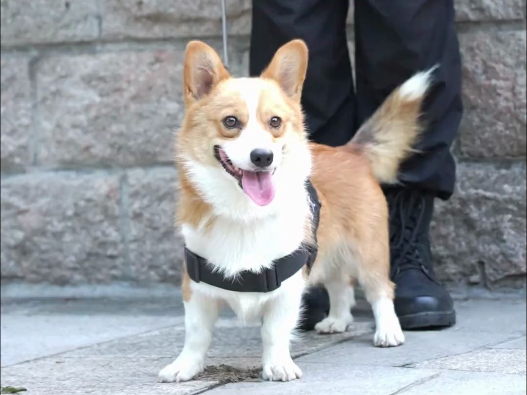 福仔:多少有点难为本短腿了!