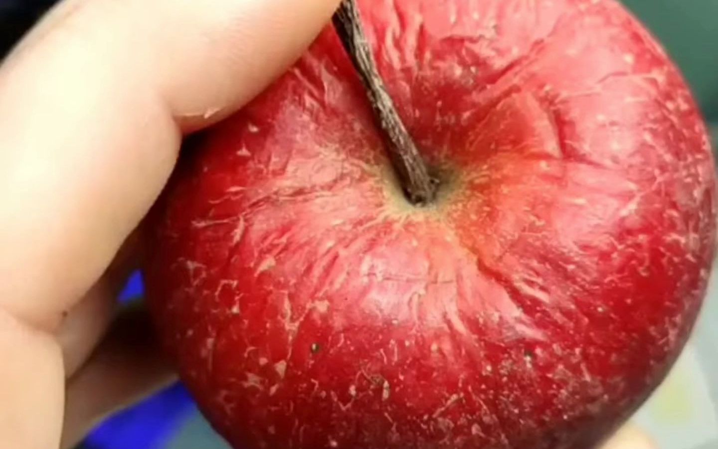 显微镜下的发霉苹果很热闹耶