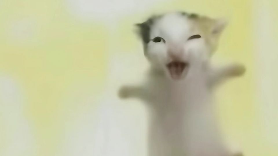 我就是为了看这个！🐱