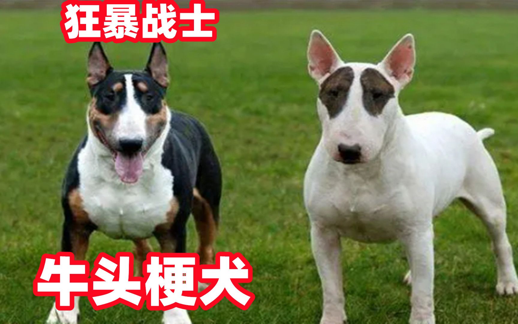 狂暴战士牛头梗犬,曾经比斗犬之王比特还出名,因为一个意外而改变哔哩哔哩bilibili