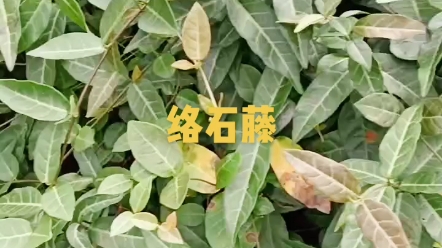 络石藤,属藤蔓植物全草均有药用价值,你们有认识的吗?哔哩哔哩bilibili