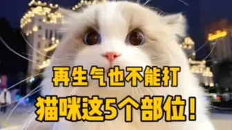 Download Video: 铲屎官再生气，也不能打猫咪这5个部位！科学理性爱猫咪！