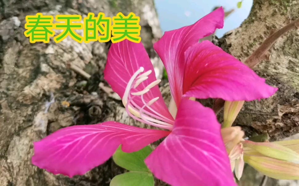 春天,百花争艳,太美了!哔哩哔哩bilibili