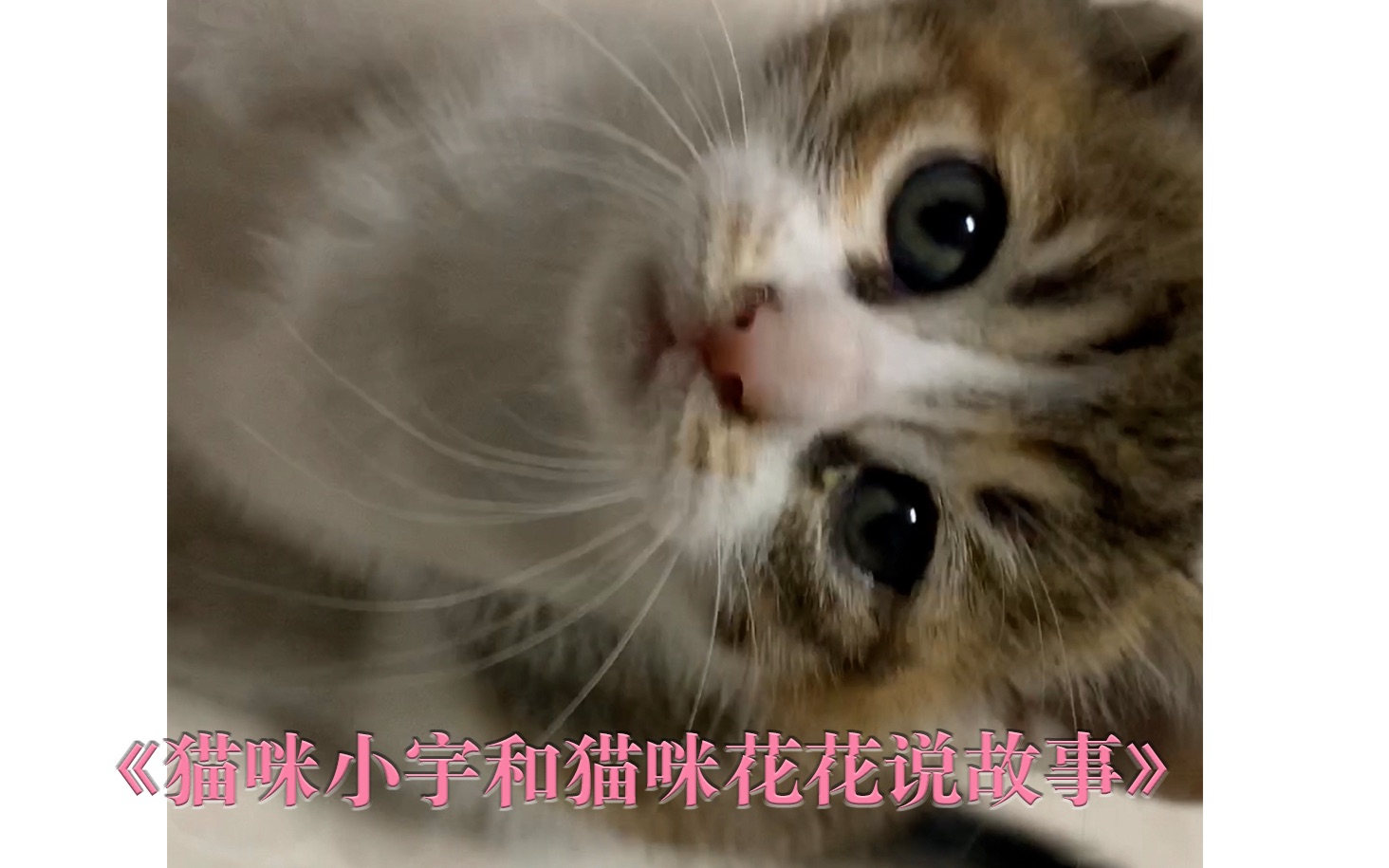 猫咪花花和猫咪小宇讲故事(二)哔哩哔哩bilibili