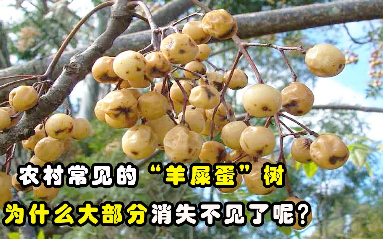 农村过去很多羊屎蛋树为什么现在却很少见它怎么消失了