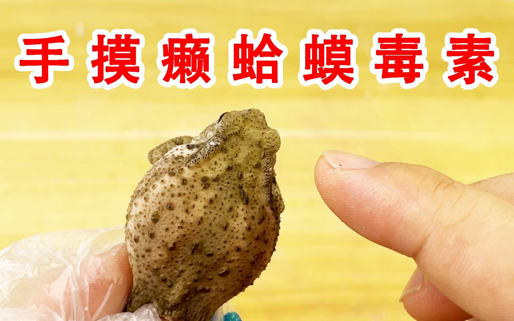 用手去摸癞蛤蟆的毒素会怎么样？手会烂掉吗？