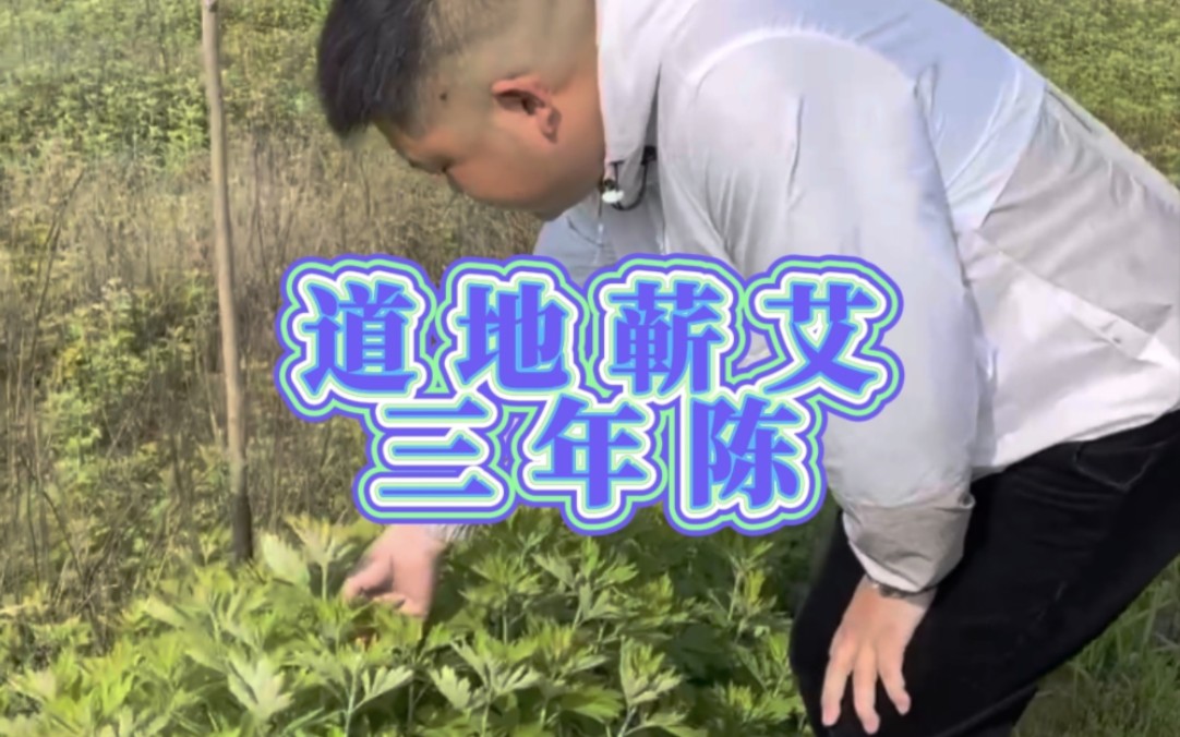 选艾条认准道地蕲艾❗️哔哩哔哩bilibili