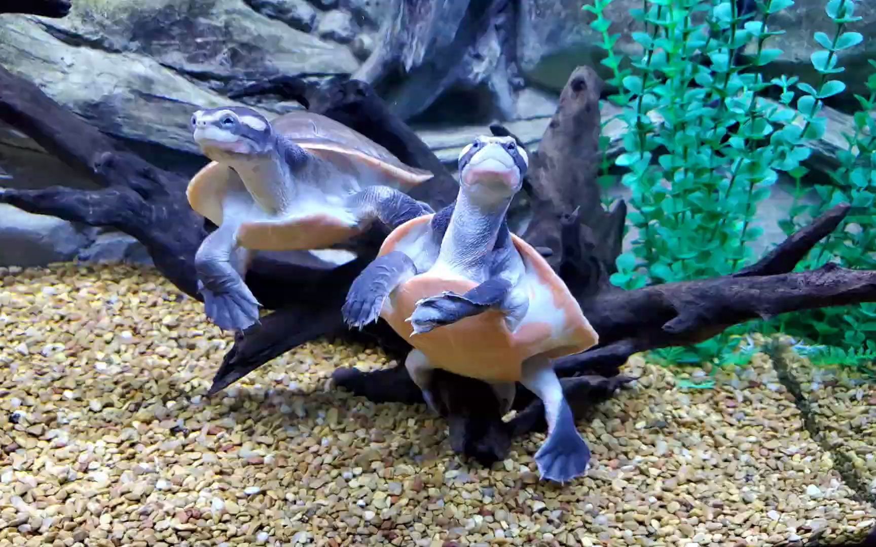 圆澳龟有与众不同的魔力,能让你抗拒不了它的一切!