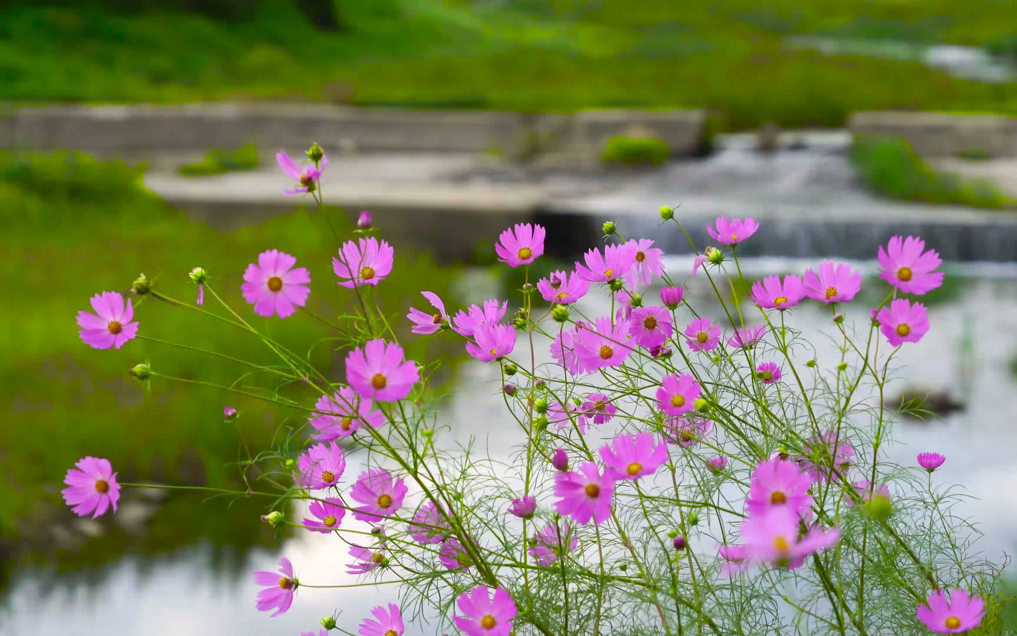 空镜头视频 植物鲜花格桑花粉色 素材分享