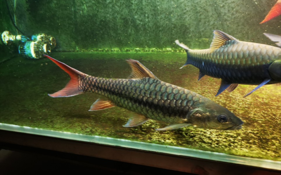 似龙之鲤 吉罗鱼