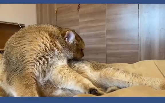 君子一言驷马难追先把梳毛的账结了再打