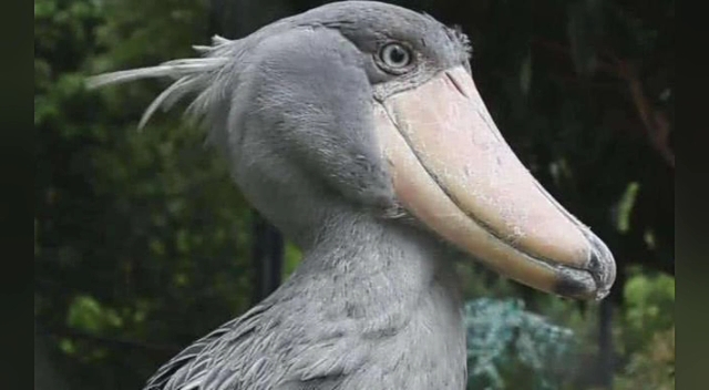 鸟中二哈《二》