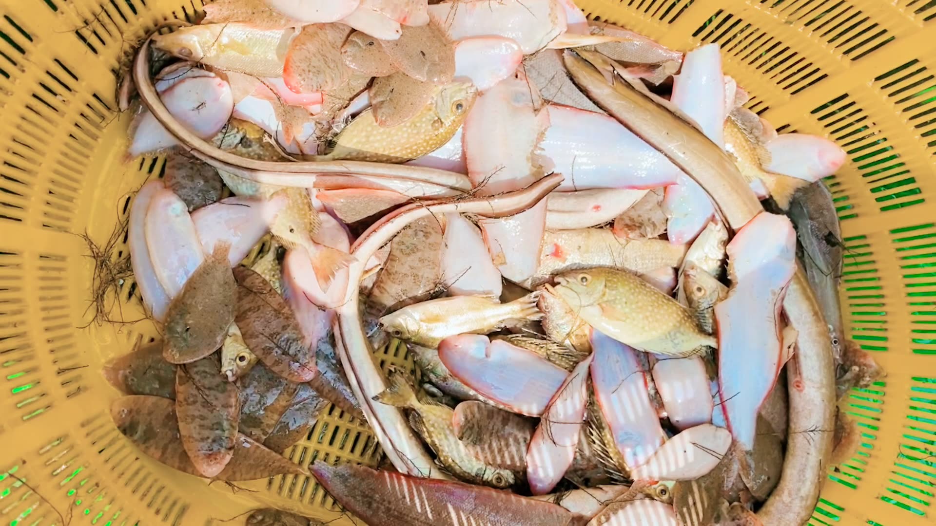 湛江吴川海鲜真不贵,一筐螃蟹30元杂鱼40元,换作是你们会买么?