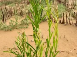 Скачать видео: 沙漠植树