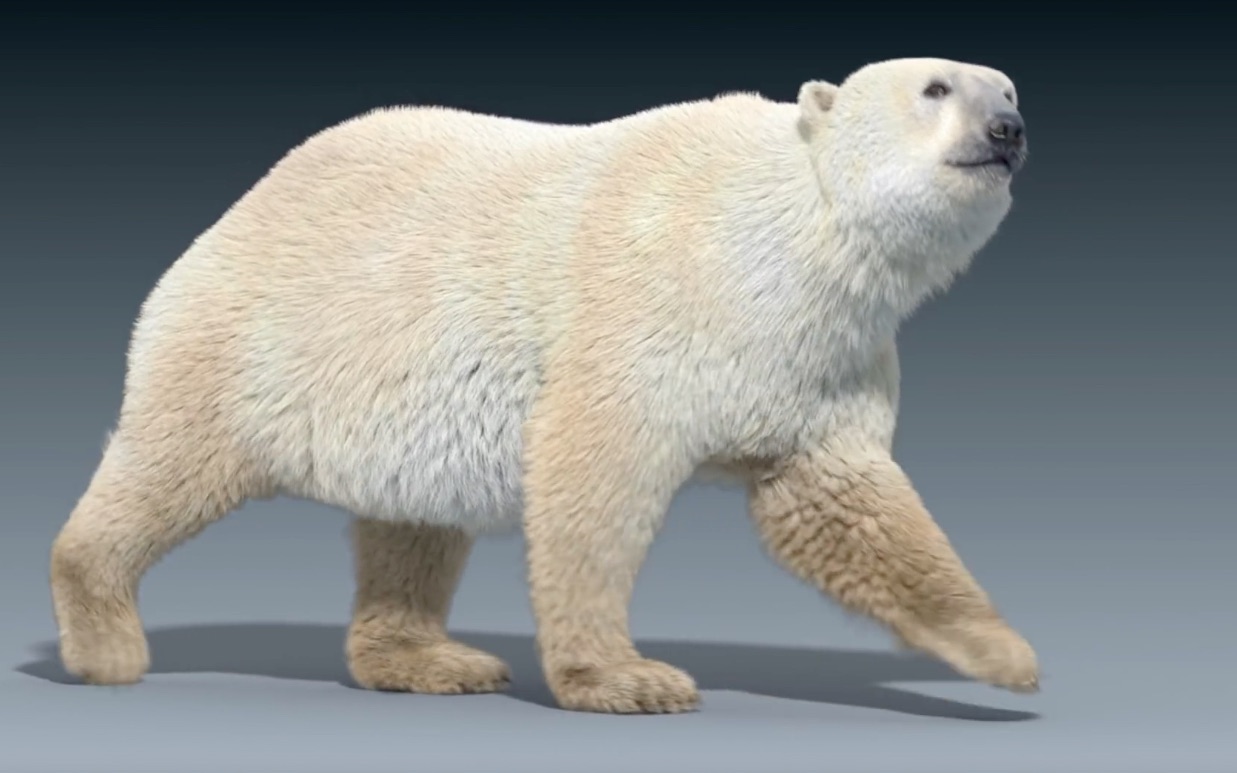 北极熊与棕熊走路有何区别